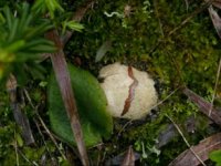 Colus pusillus