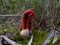 Colus pusillus