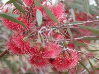 Eucalyptus erythronema