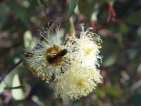Eucalyptus websterana