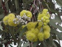 Eucalyptus woodwardii