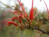 Grevillea tripartita