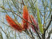 Hakea bucculenta