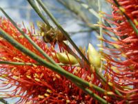 Hakea multilineata close-up