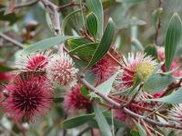 Hakea laurina