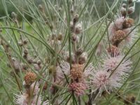 Hakea multilineata