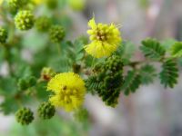 Acacia pulchella