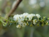 Acacia alata