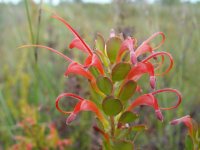 Adenanthos obovata