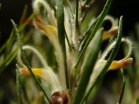 Adenanthos detmoldii