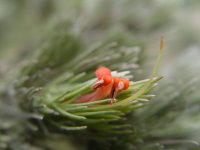 Adenanthos sericea
