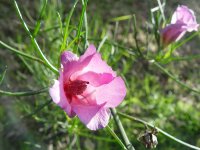 Alyogyne hakeifolia