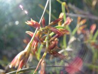 Anarthiria prolifera