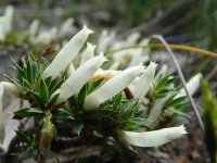 Andersonia ? 