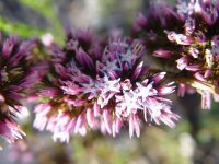 Andersonia caerulea