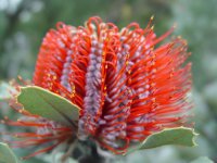 Banksia coccinea