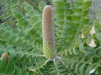 Banksia grandis