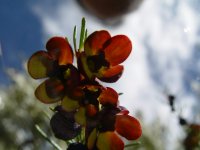 Boronia megastigma
