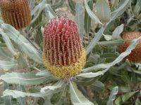 Banksia menziesii