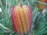 Banksia occidentalis