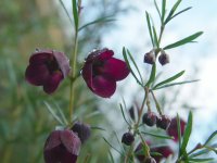 Boronia hybrid