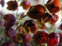Boronia x 