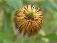 Banksia quercifolia