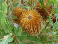 Banksia quercifolia