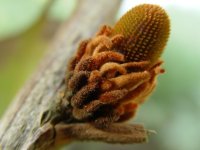 Banksia robur