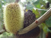 Banksia robur