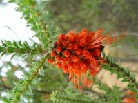 Beaufortia sparsa