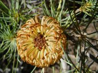 Banksia sphaerocarpa