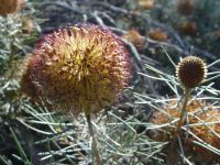 Banksia sphaerocarpa