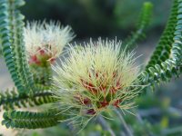 Beaufortia squarrosa