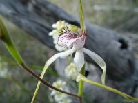 Caledenia longicauda sp. australora 