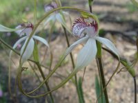 Caladenia longicauda redacta