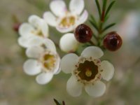 Chamelaucium X 