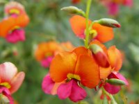 Chorizema retrorsum