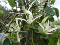 Clematis pubescens