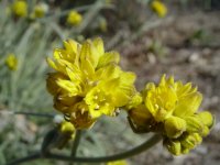 Conostylis aculeata