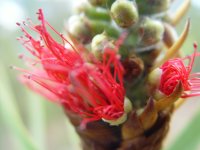 Callistemon speciosa