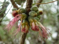 Calothamnus validus