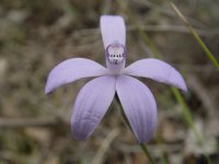 Cyanicula sericea 
