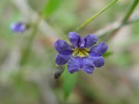 Dampiera linearis