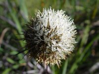 Dasypogon bromaliaefolius