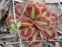 Drosera erythrorhiza
