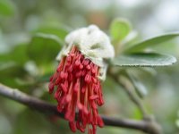 Diplolena dampieri