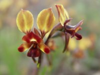 Diurus corymbosa