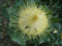 Dryandra praemorsa