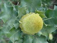 Dryandra praemorsa